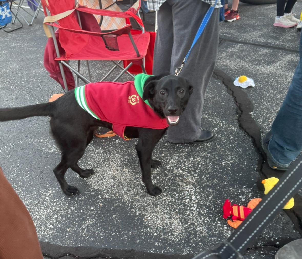 Charlie, Adoptable, Young Male Black Labrador Retriever.