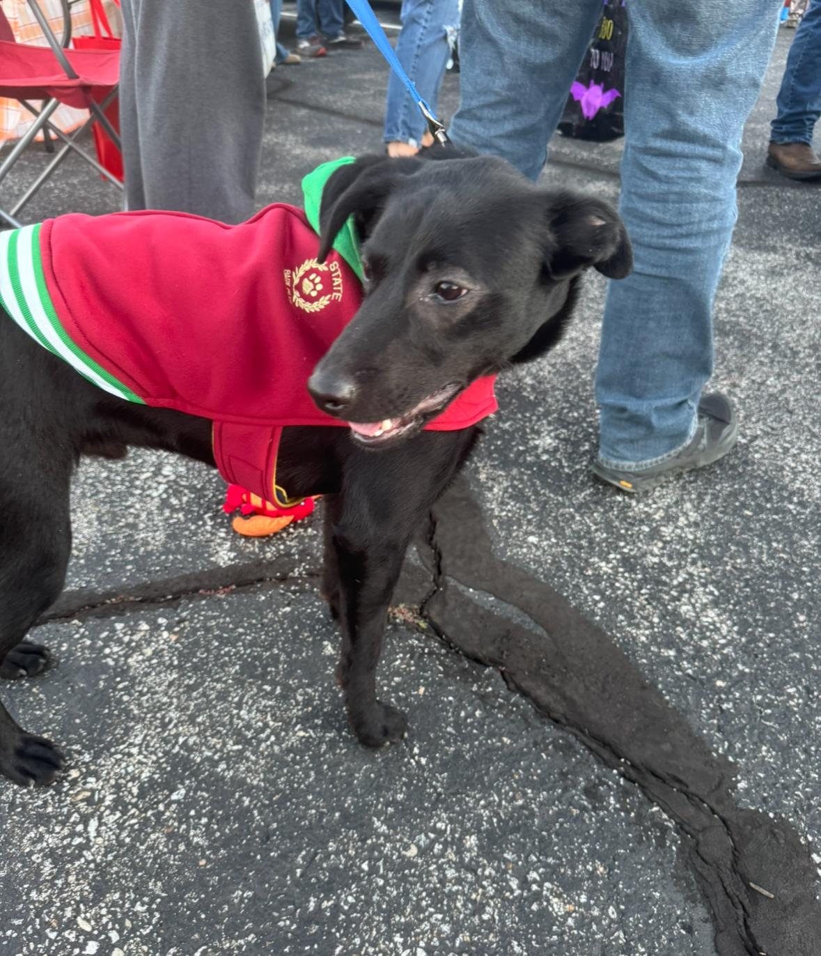 Charlie, a Adoptable mixed breed in Owensboro, KY image 2/3