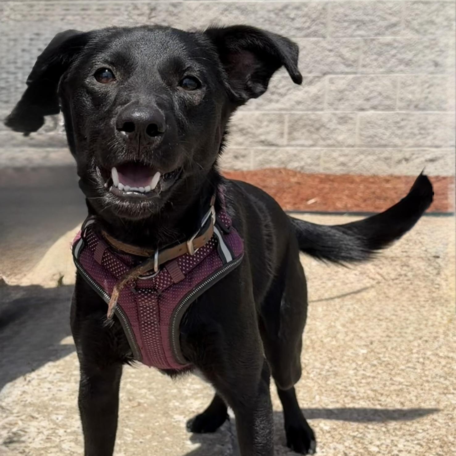 Enlarge Charlie, an adoptable mixed breed in Owensboro, KY image 2/4