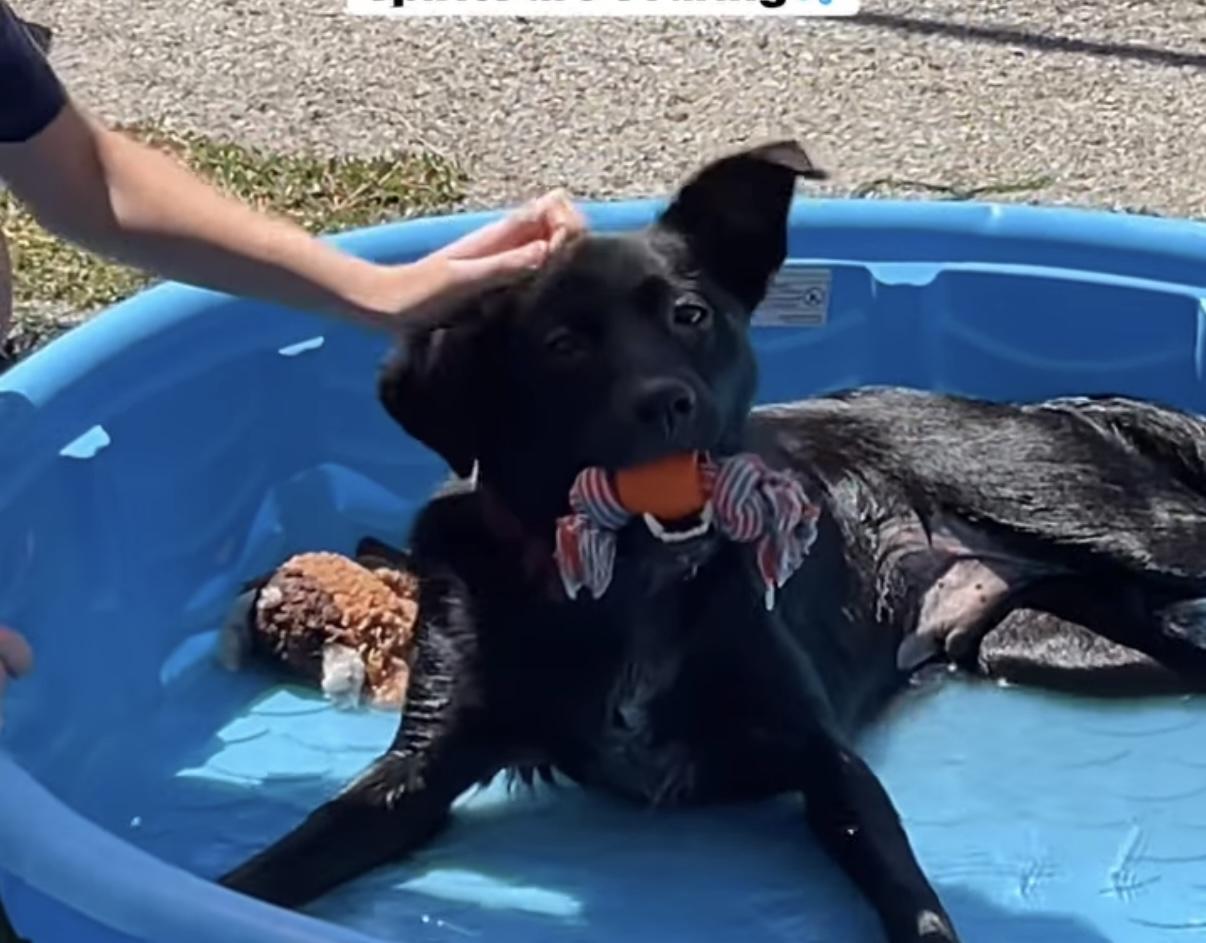 Enlarge Charlie, an adoptable mixed breed in Owensboro, KY image 5/5