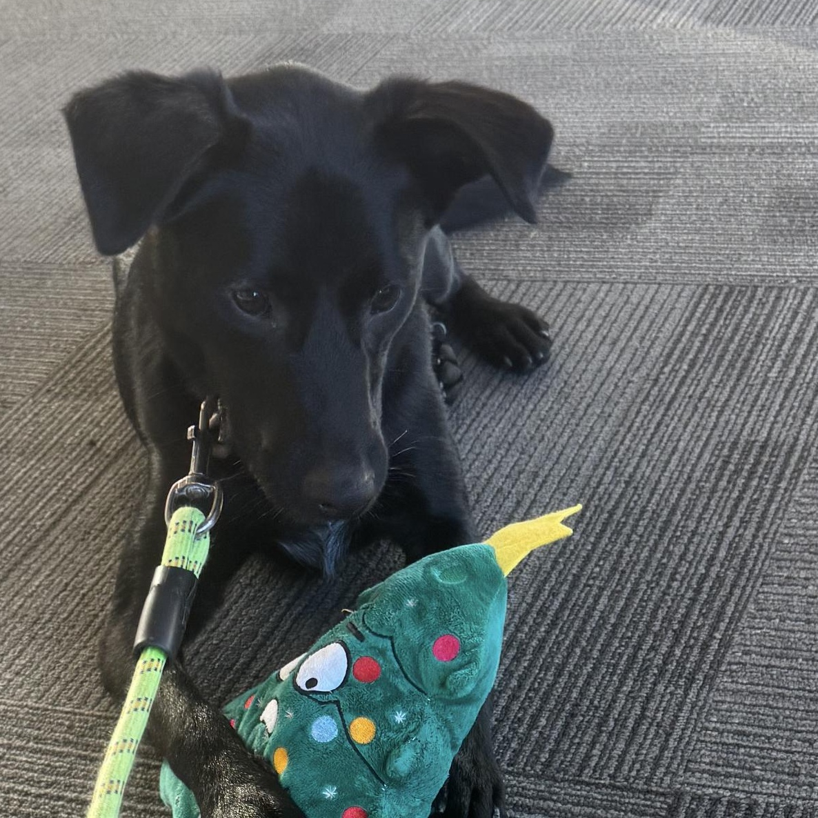 Enlarge Charlie, an adoptable mixed breed in Owensboro, KY image 1/5