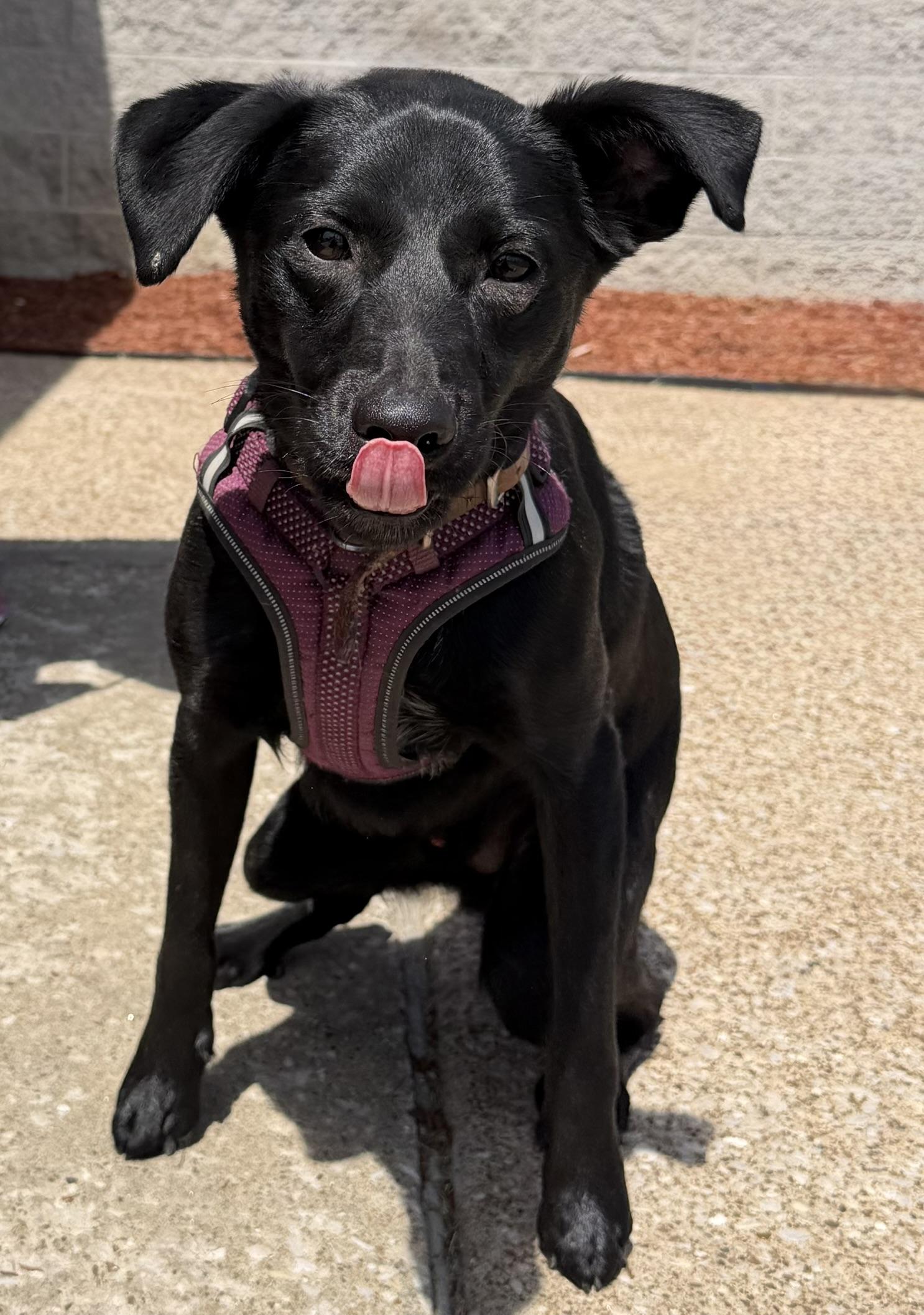 Charlie, adoptable, Young Male Black Labrador Retriever.
