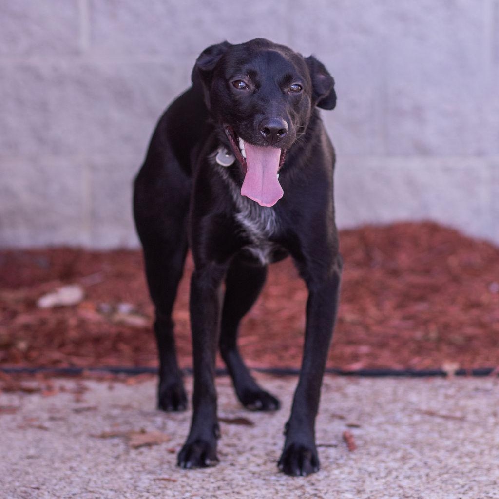 Charlie, an adoptable mixed breed in Owensboro, KY image 1/4