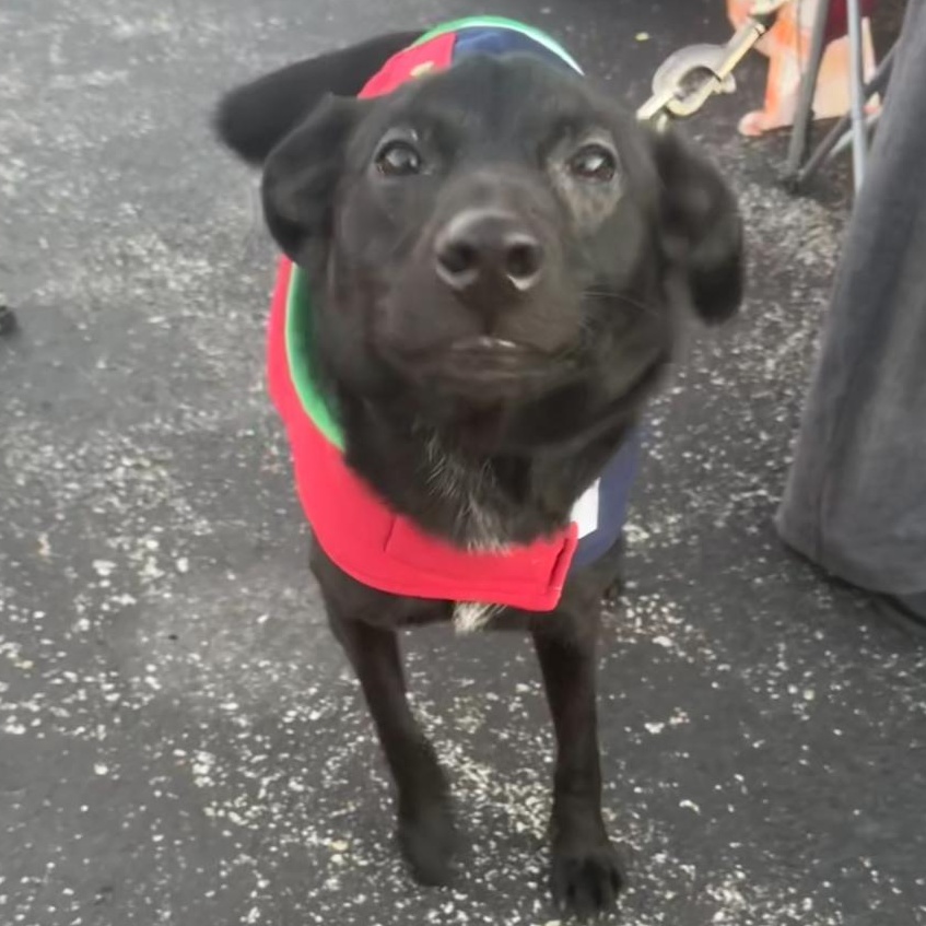 Enlarge Charlie, an adoptable mixed breed in Owensboro, KY image 4/4