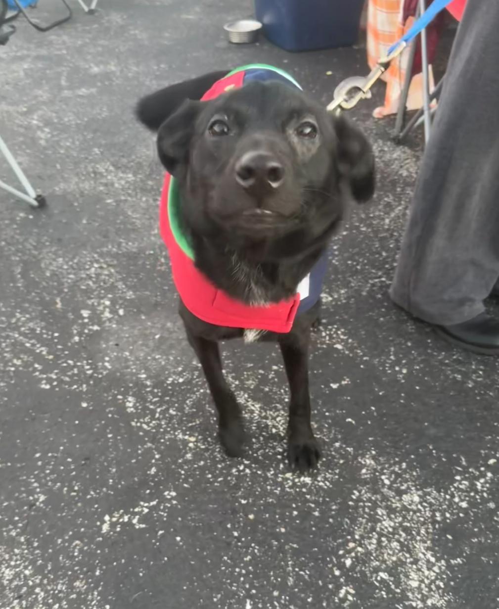 Charlie, a Adoptable mixed breed in Owensboro, KY image 3/3