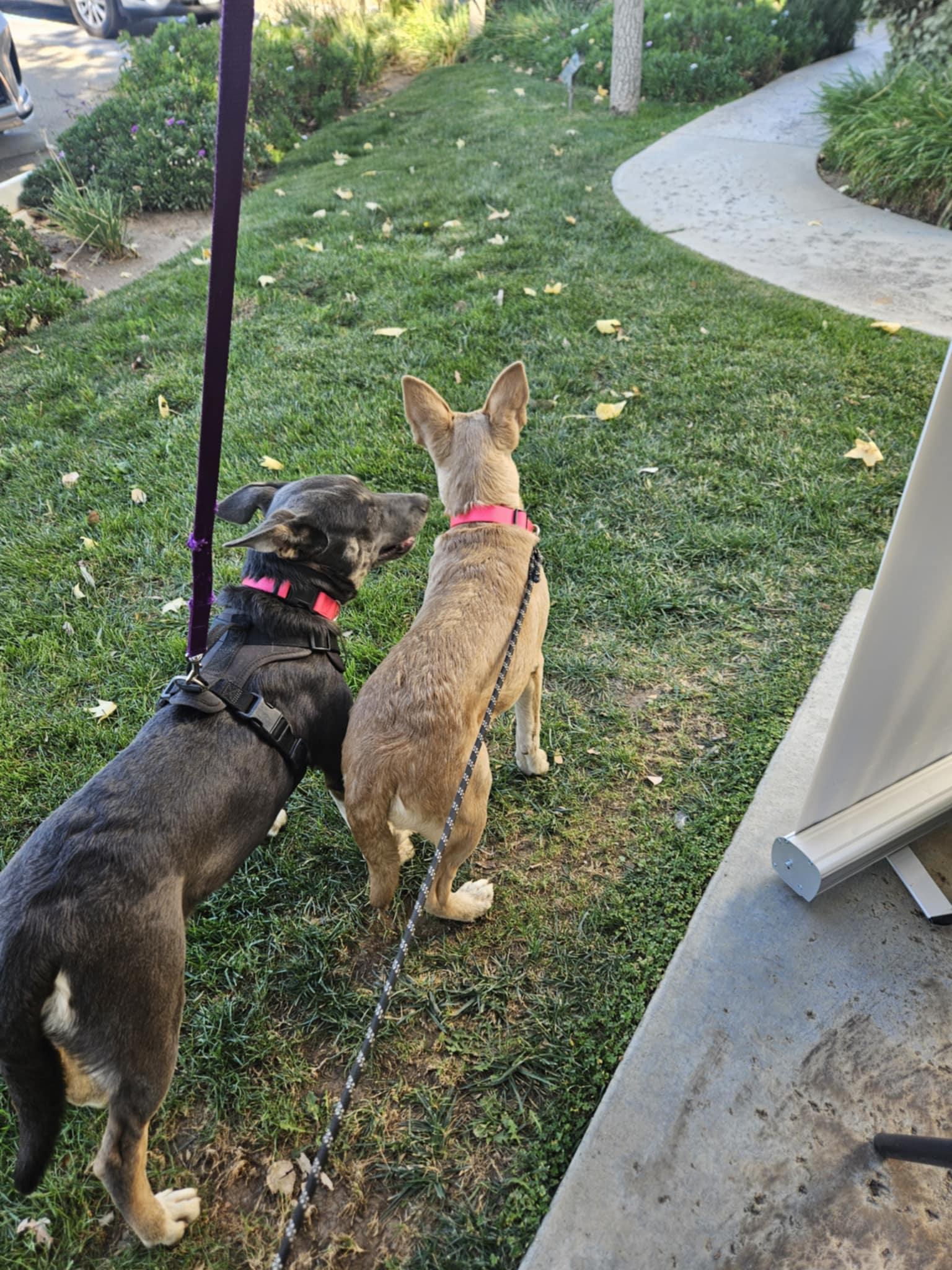 Meet Janis – The Bold Big Sister with a Heart as Bright as Her Spirit, a Adoptable mixed breed in Lancaster, CA image 2/6