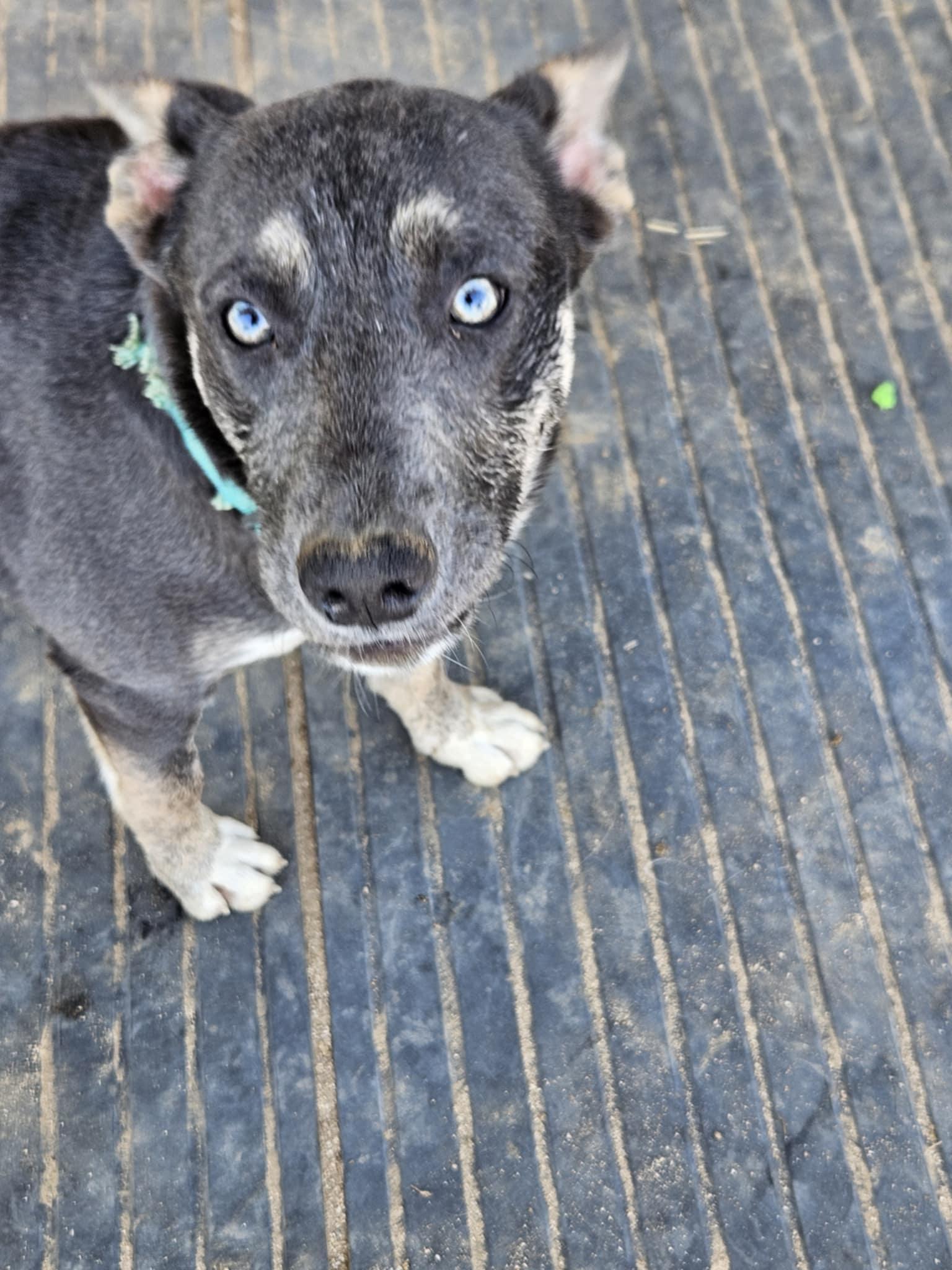 Meet Janis – The Bold Big Sister with a Heart as Bright as Her Spirit, a Adoptable mixed breed in Lancaster, CA image 3/6