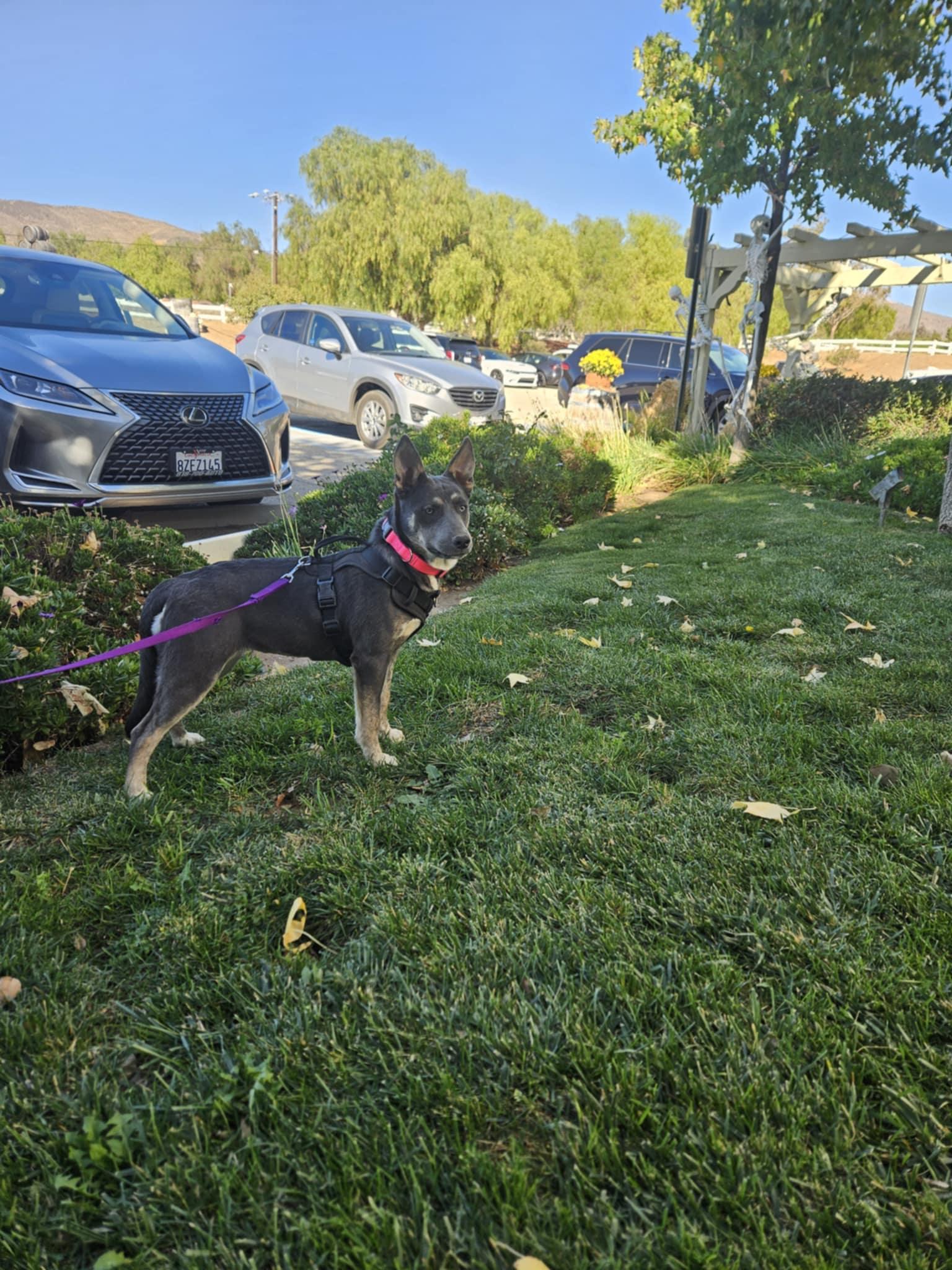 Meet Janis – The thumbnail 4