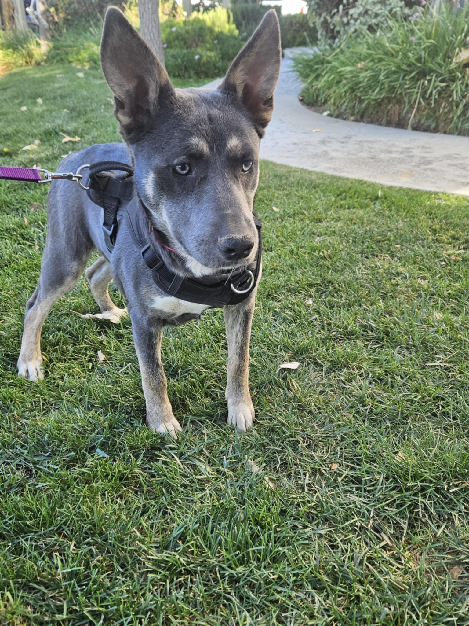 Meet Janis – The Bold Big Sister with a Heart as Bright as Her Spirit, a Adoptable mixed breed in Lancaster, CA image 1/6