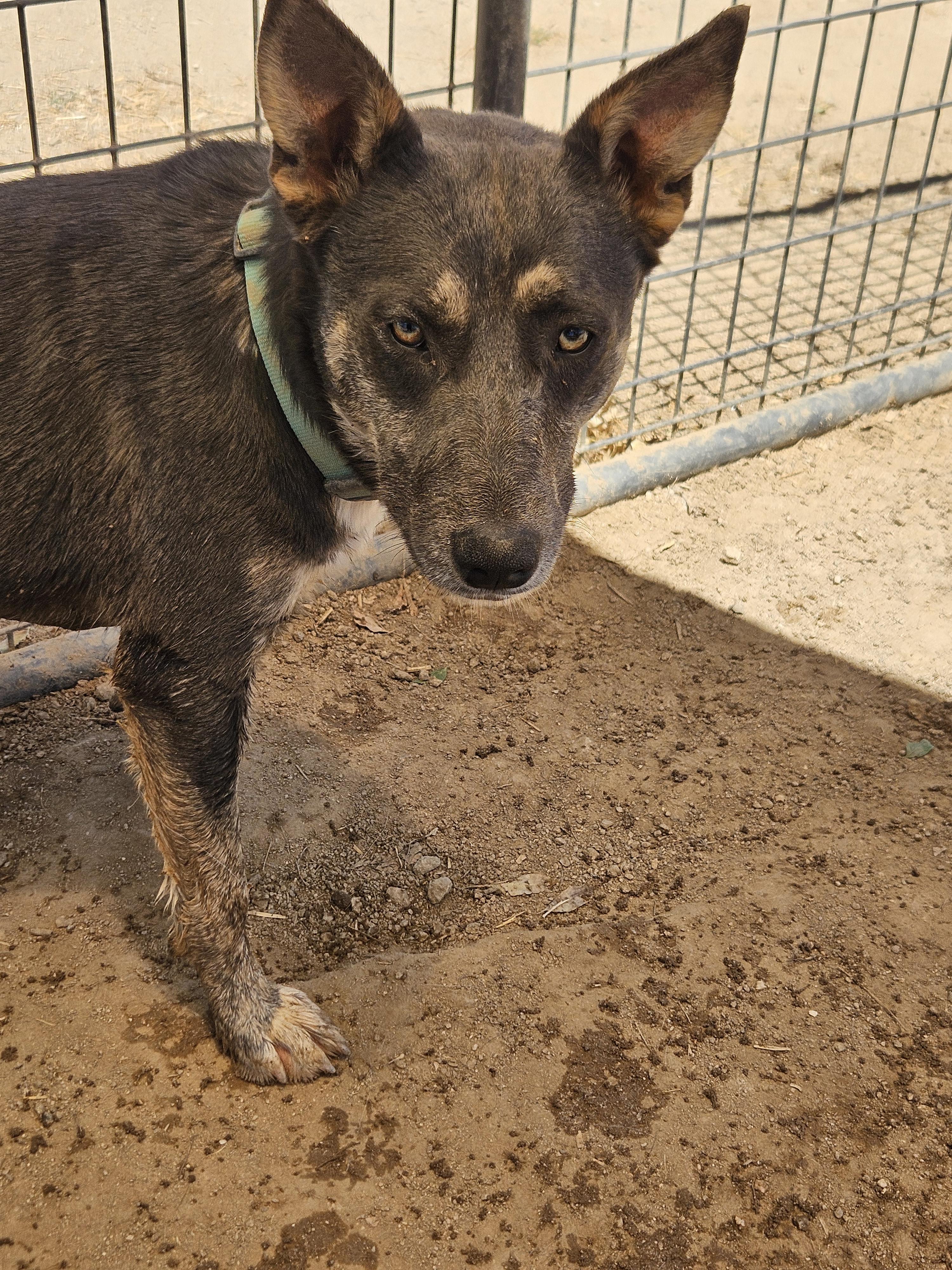 Enlarge Meet Janis – The Bold Big Sister with a Heart as Bright as Her Spirit, a Adoptable mixed breed in Lancaster, CA image 6/6