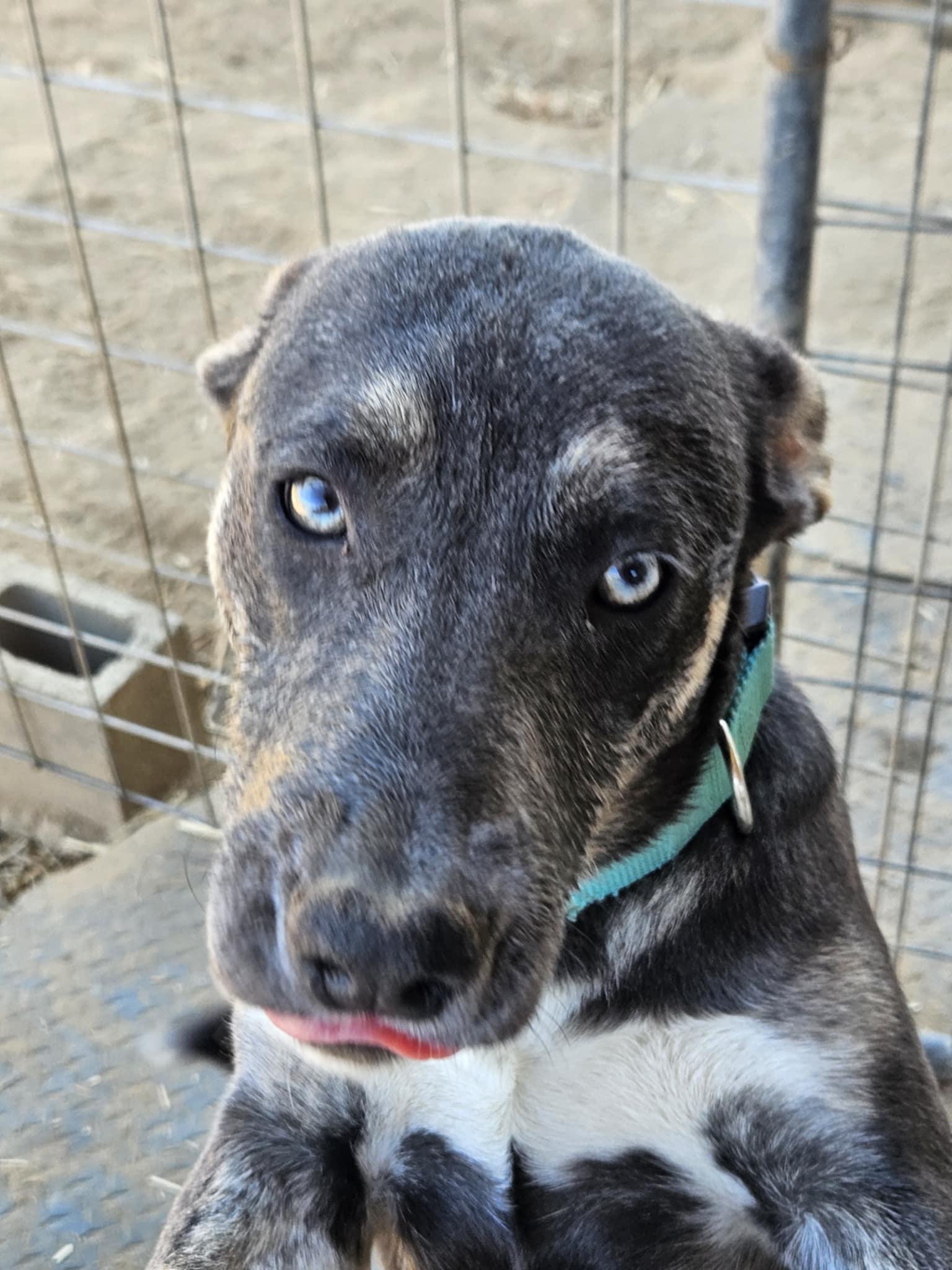 Meet Janis – The Bold Big Sister with a Heart as Bright as Her Spirit, a Adoptable mixed breed in Lancaster, CA image 5/6