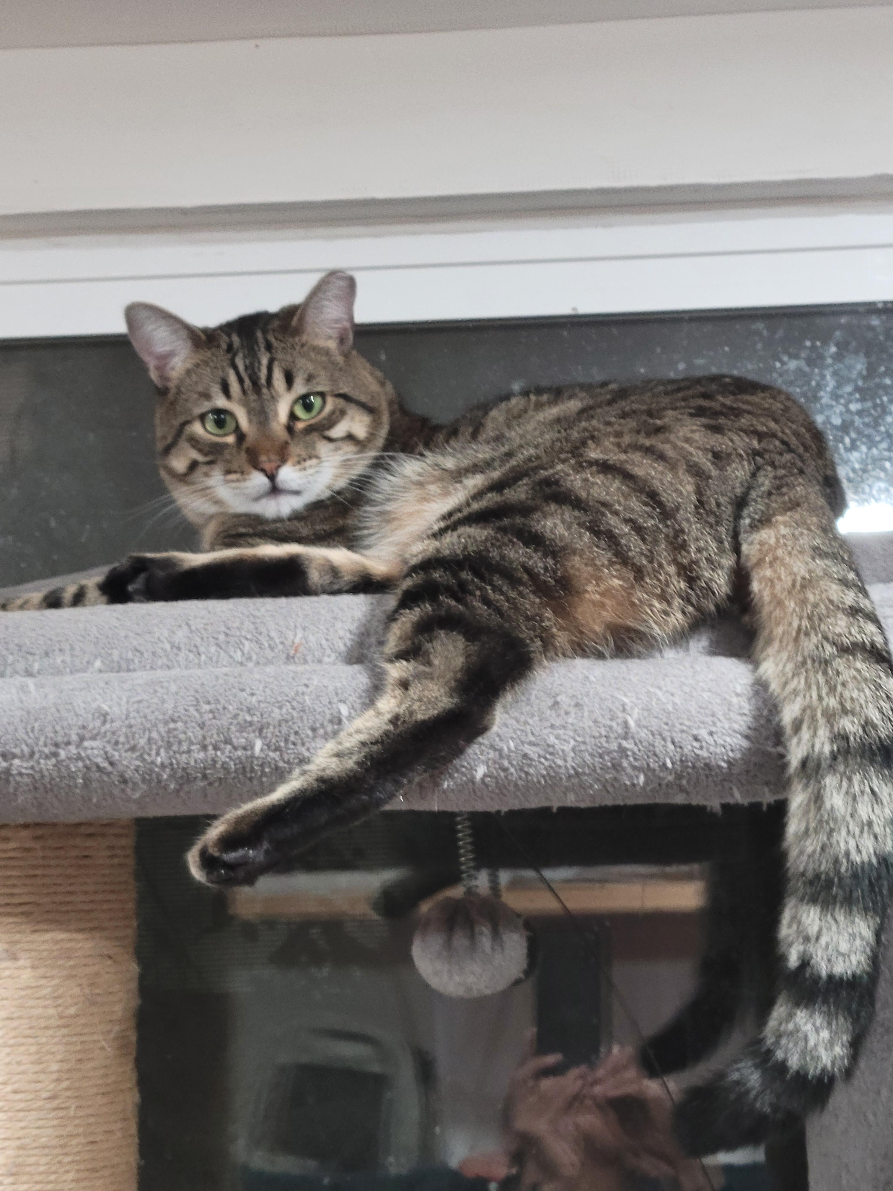 Enlarge Dusty, a Adoptable mixed breed in San Jose, CA image 2/4