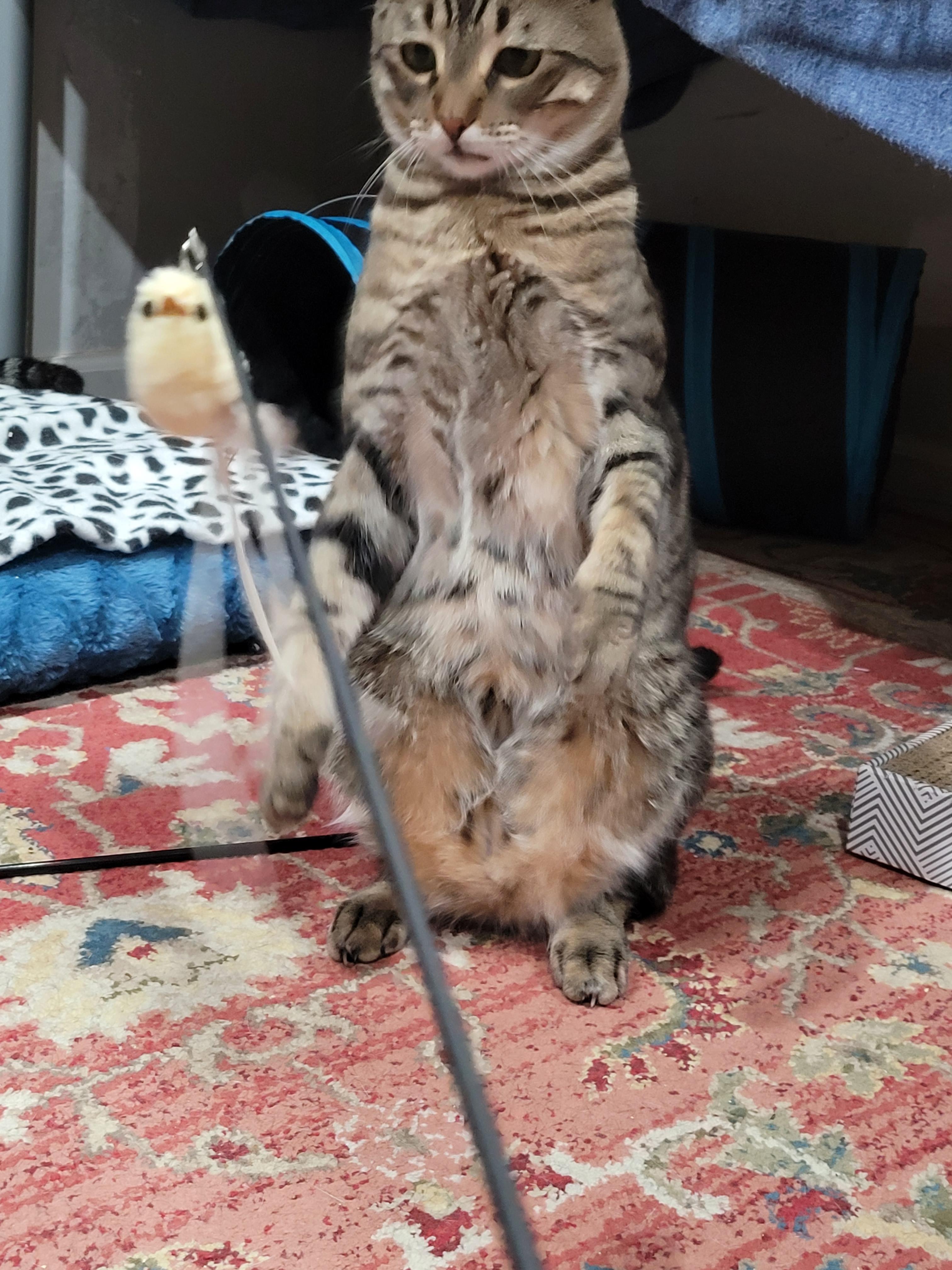 Enlarge Dusty, a Adoptable mixed breed in San Jose, CA image 4/4