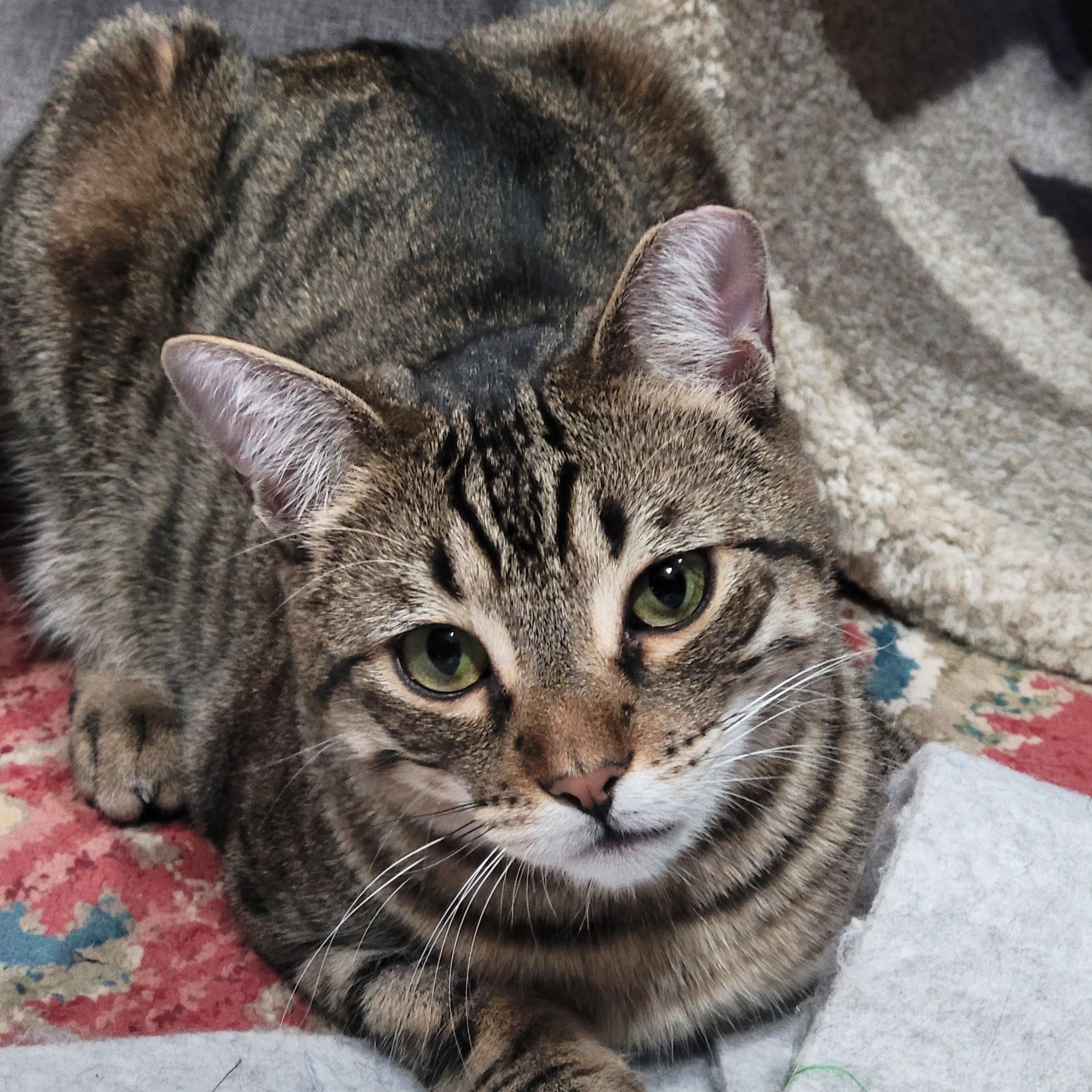 Dusty, Adoptable, Young Male Domestic Short Hair & Tabby.