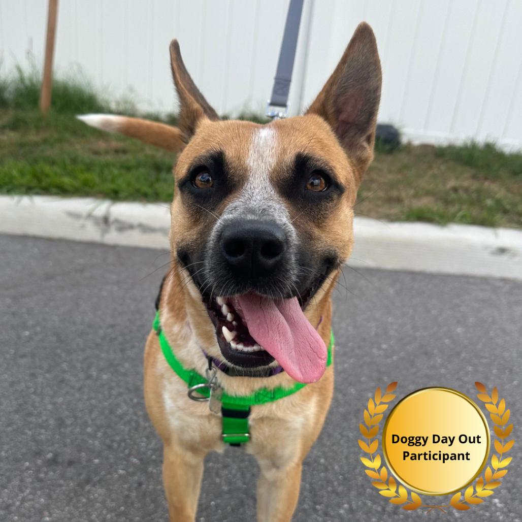 Grace, Adoptable, Young Female Cattle Dog.