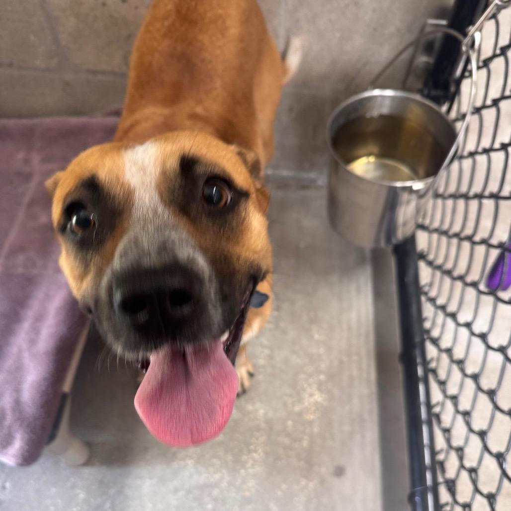 Enlarge Grace, a Adoptable Cattle Dog in Clearwater, FL image 2/3