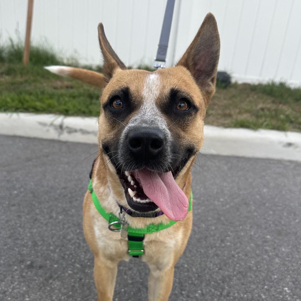 Enlarge Grace, a Adoptable Cattle Dog in Clearwater, FL image 3/3