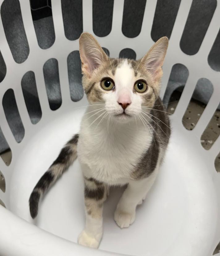 Enlarge Denver, a Adoptable Torbie in Hornell, NY image 1/1