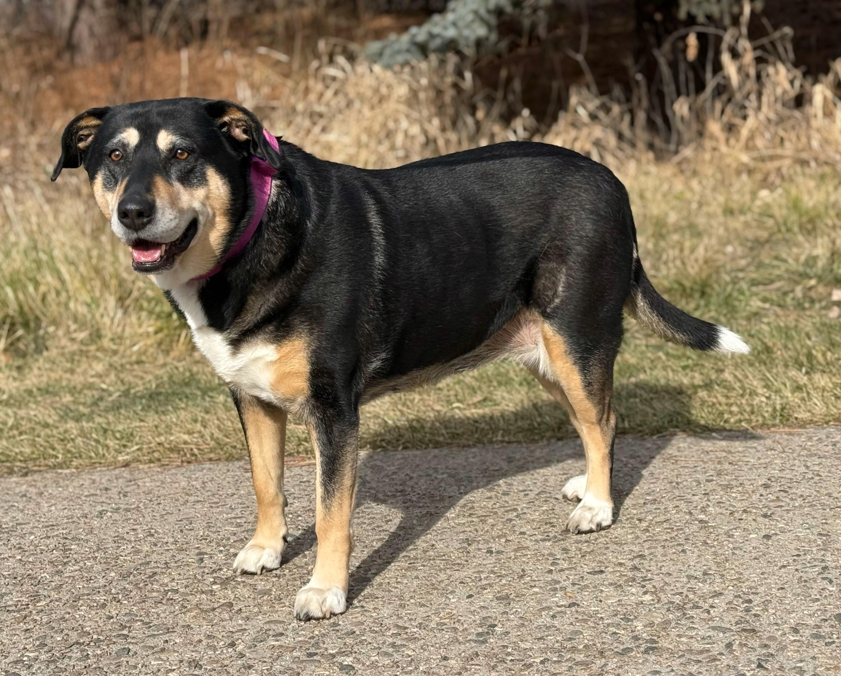 Enlarge Star, a Adoptable mixed breed in Boise, ID image 1/6