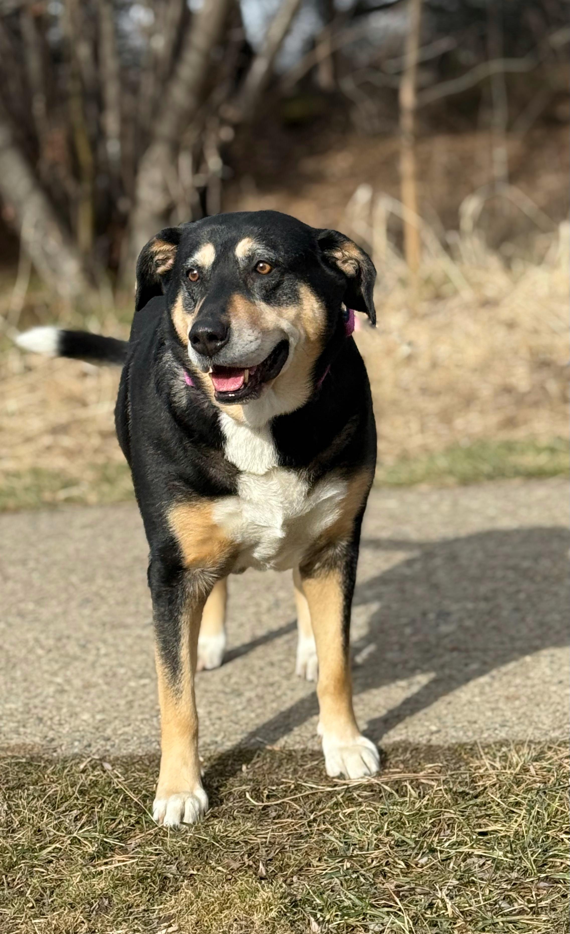 Enlarge Star, a Adoptable mixed breed in Boise, ID image 2/6