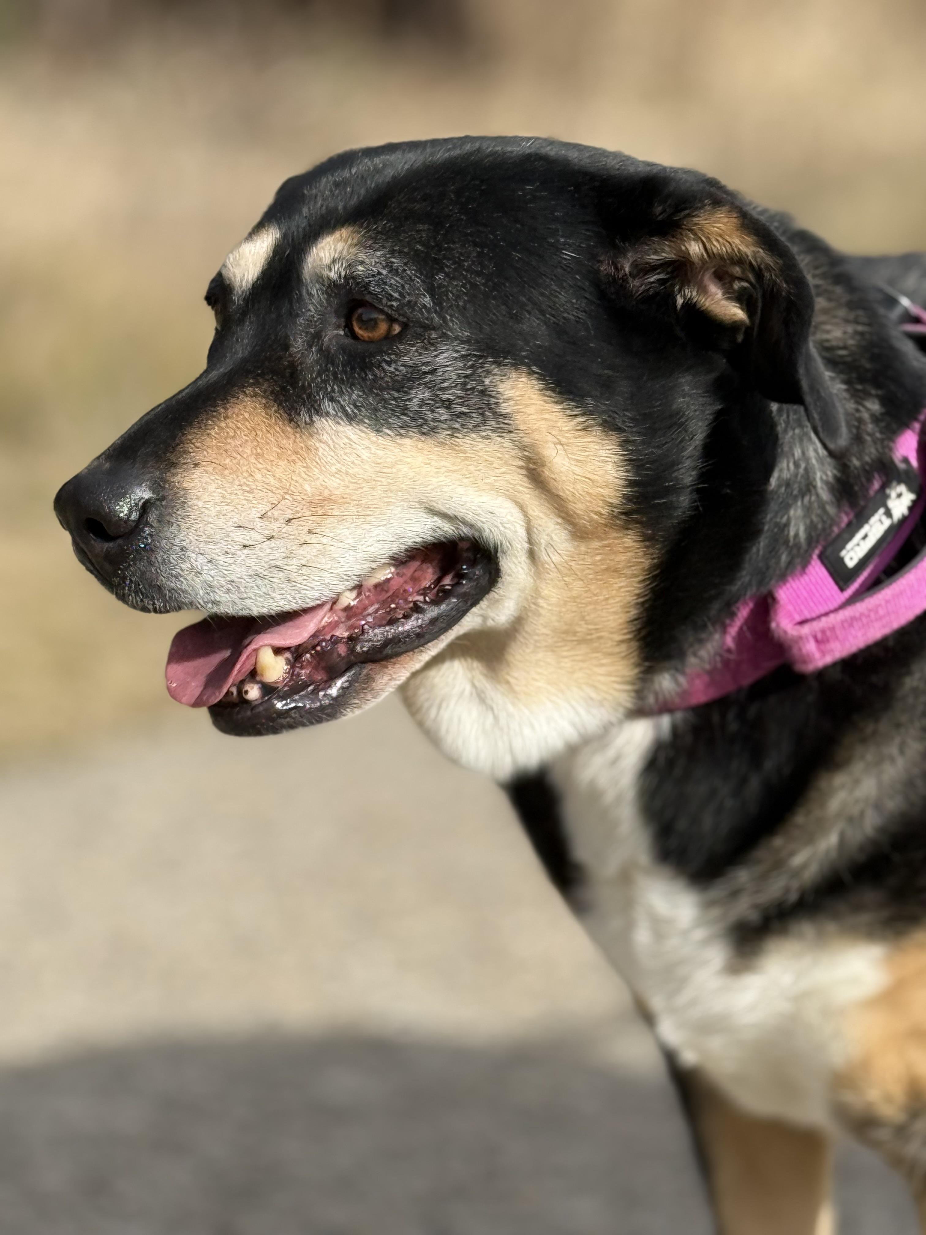 Enlarge Star, a Adoptable mixed breed in Boise, ID image 4/6