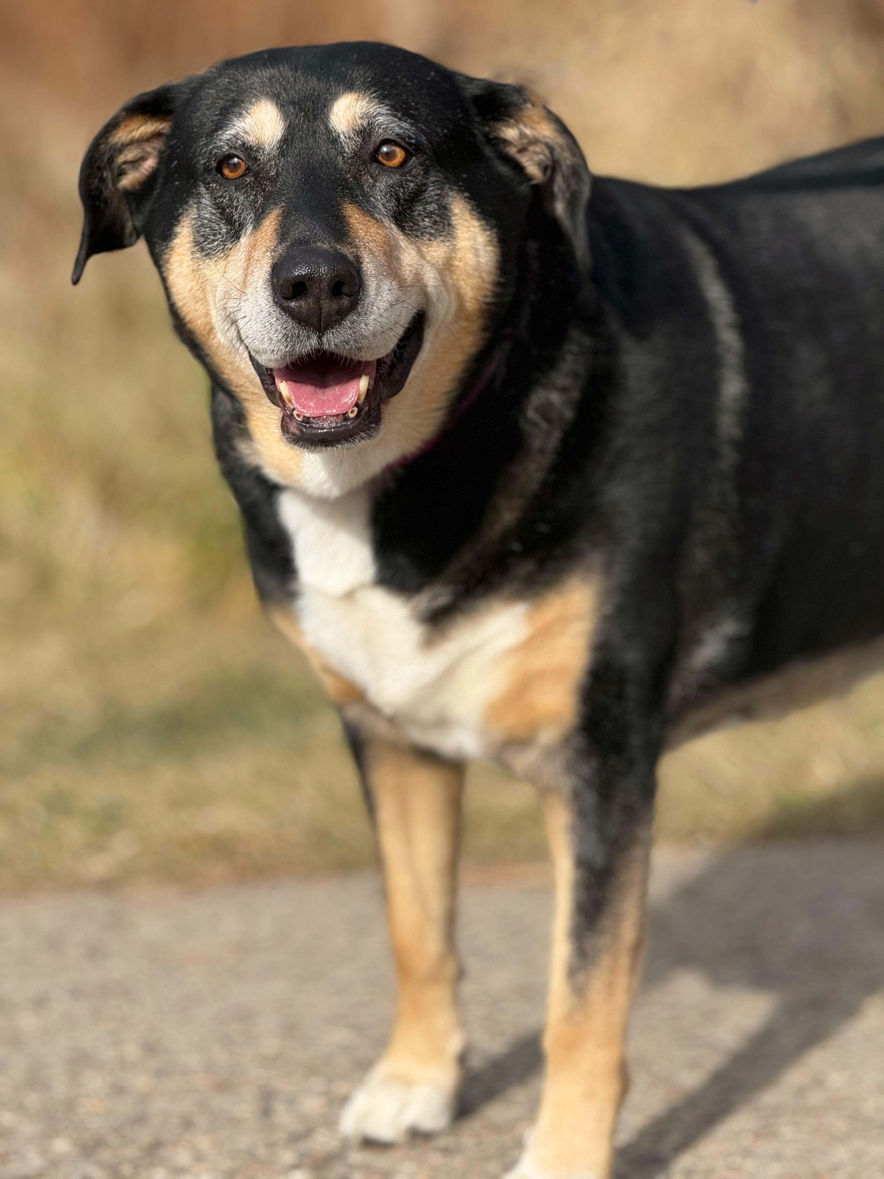 Star, Adoptable, Senior Female German Shepherd Dog & Rottweiler.