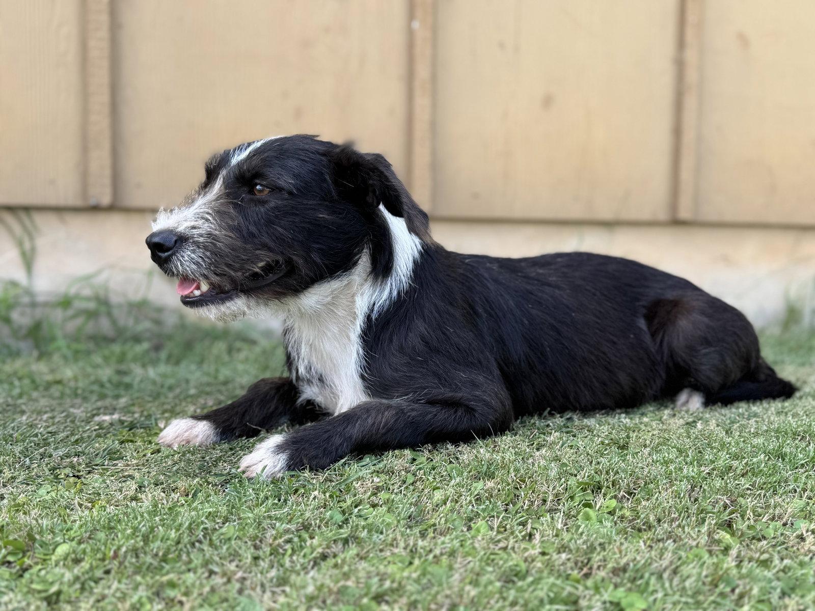 Dana, a Adoptable Terrier in Helotes, TX image 1/3