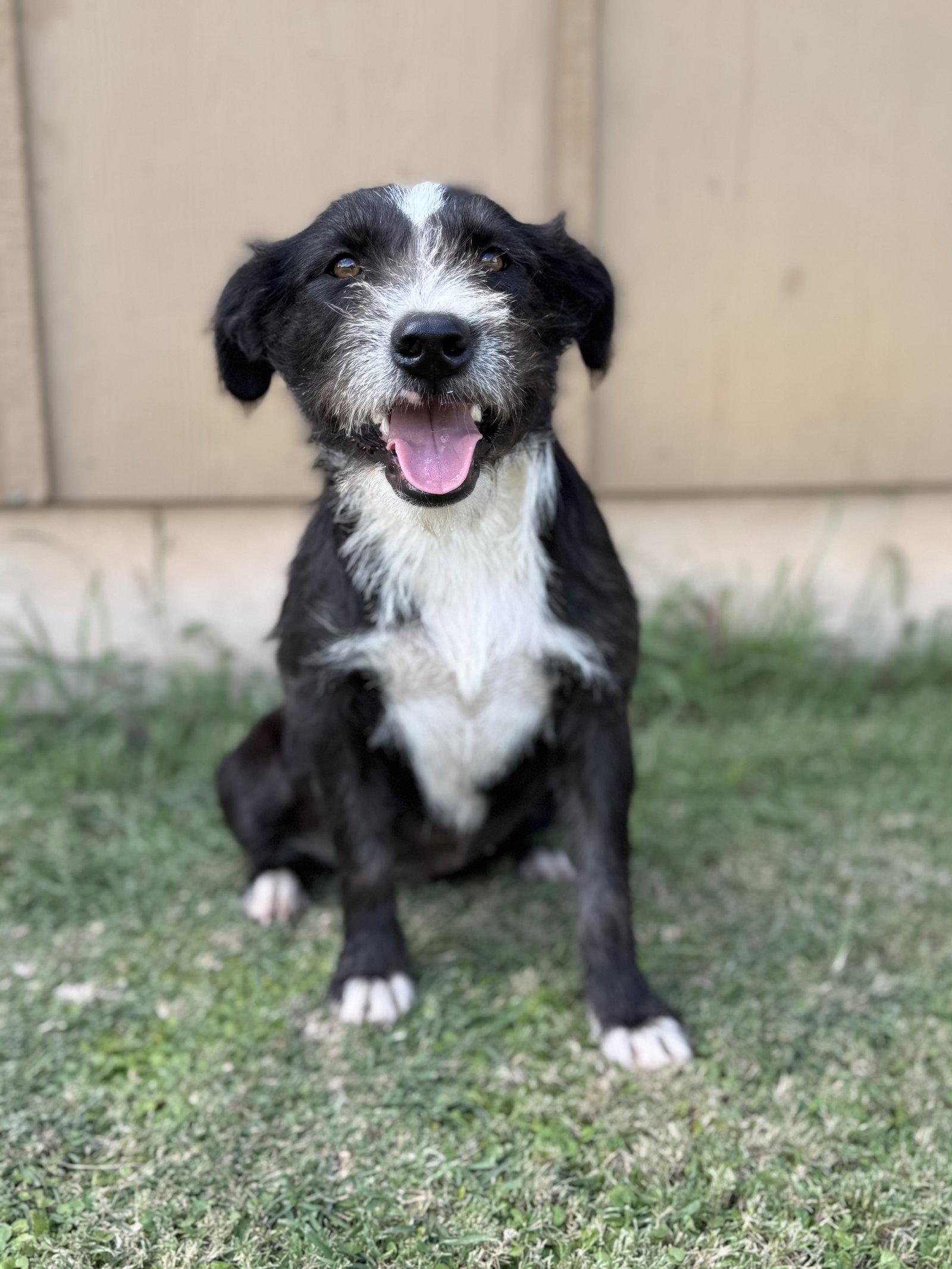 Dana, a Adoptable Terrier in Helotes, TX image 2/3