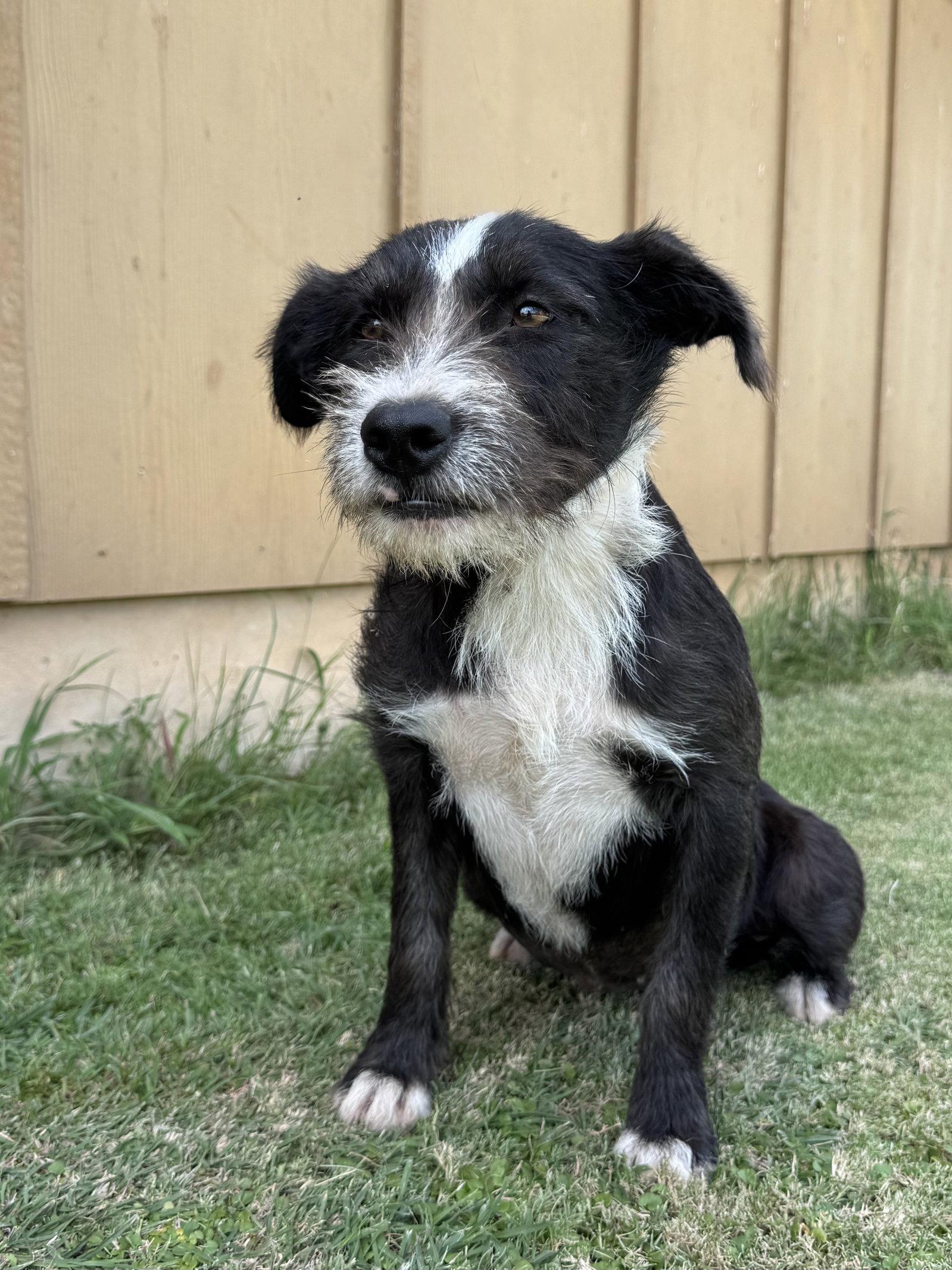 Dana, a Adoptable Terrier in Helotes, TX image 3/3