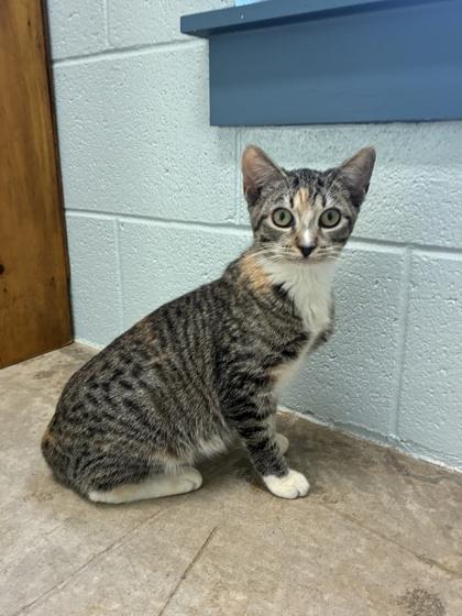 25-129 Maple, Adoptable, Adult Female Domestic Short Hair & Domestic Short Hair.