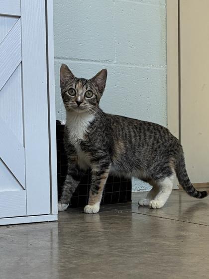 25-129 Maple, a Adoptable Domestic Short Hair in Barnesville, GA image 2/3