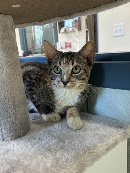 25-129 Maple, a Adoptable Domestic Short Hair in Barnesville, GA image 3/3