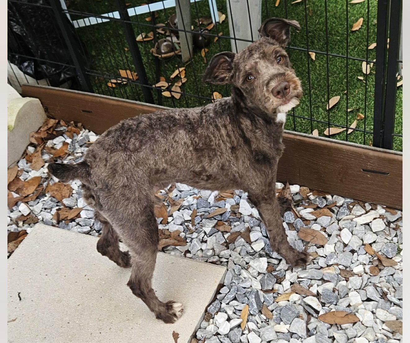 Enlarge Benjamin, a Adopted Schnauzer in Grand Bay, AL image 1/1