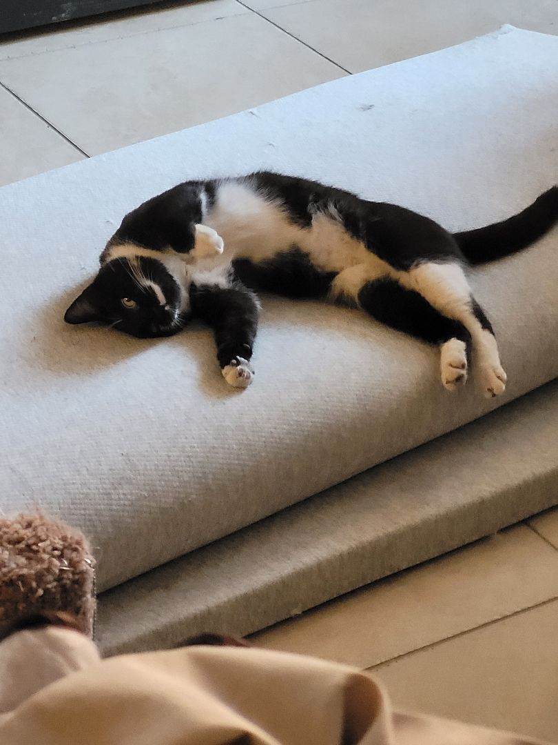 Romeo, a Adopted Domestic Short Hair in Phoenix, AZ image 1/12