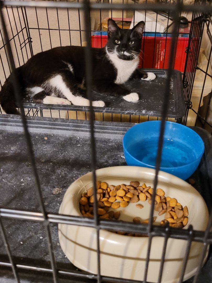 Romeo, a Adopted Domestic Short Hair in Phoenix, AZ image 2/12