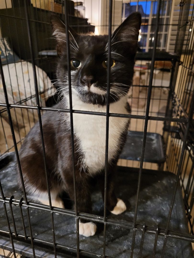 Romeo, a Adopted Domestic Short Hair in Phoenix, AZ image 3/12