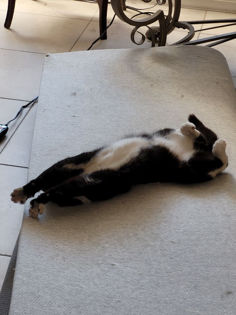 Romeo, a Adopted Domestic Short Hair in Phoenix, AZ image 4/12