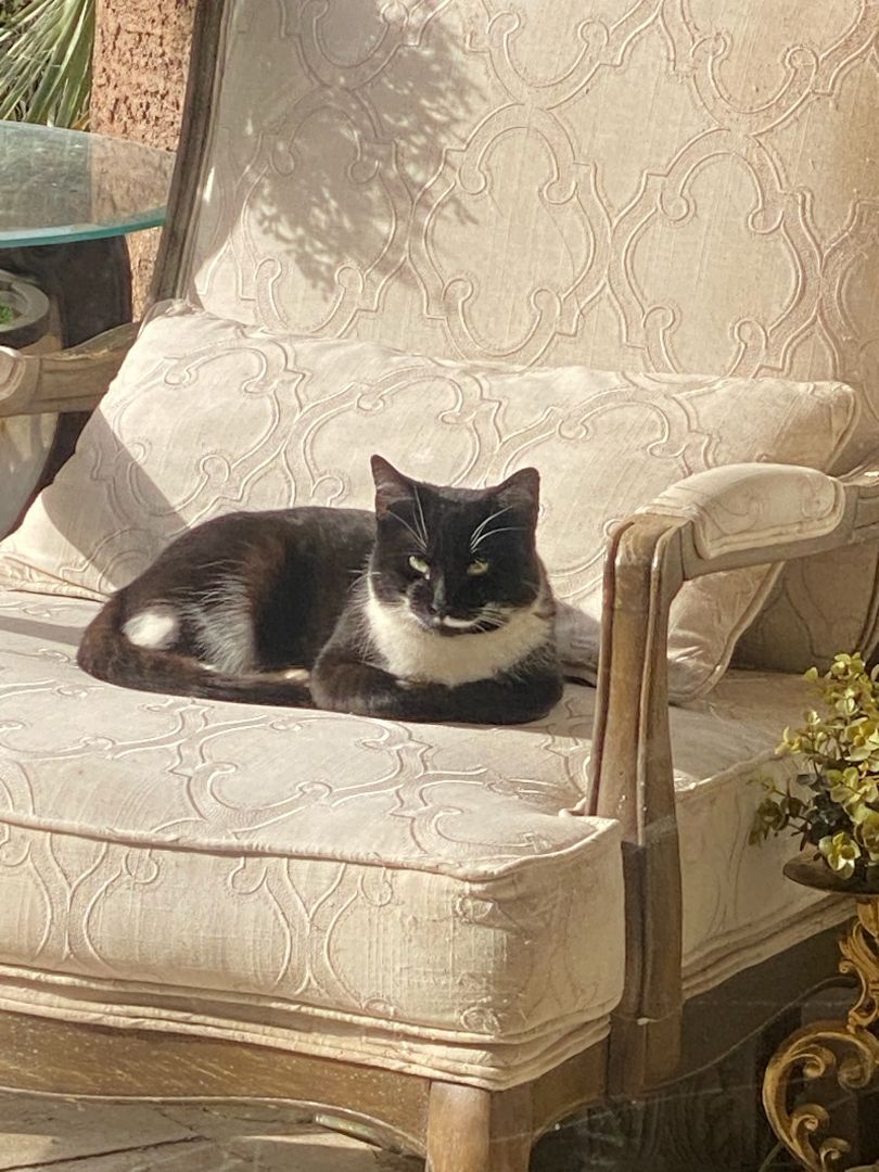 Romeo, a Adopted Domestic Short Hair in Phoenix, AZ image 5/12