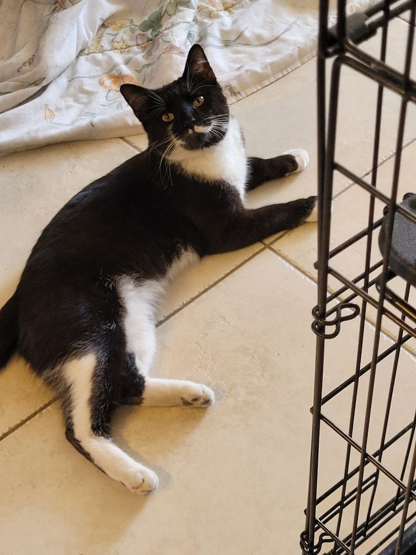 Romeo, a Adopted Domestic Short Hair in Phoenix, AZ image 6/12