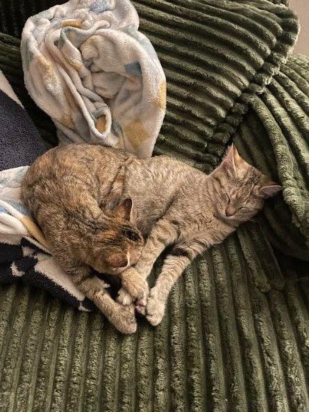 Princess & Duchess, Adopted, Young Female Domestic Short Hair.