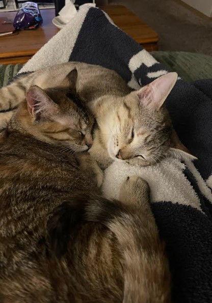 Enlarge Princess & Duchess, a Adopted Domestic Short Hair in Burlington, WA image 2/3