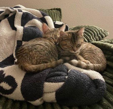 Enlarge Princess & Duchess, a Adopted Domestic Short Hair in Burlington, WA image 3/3