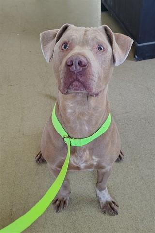 Enlarge KEVIN, a Adoptable Pit Bull Terrier in Dayton, OH image 1/1