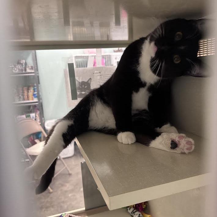 Enlarge Wiskers, a Adoptable Domestic Short Hair in Show Low, AZ image 2/3