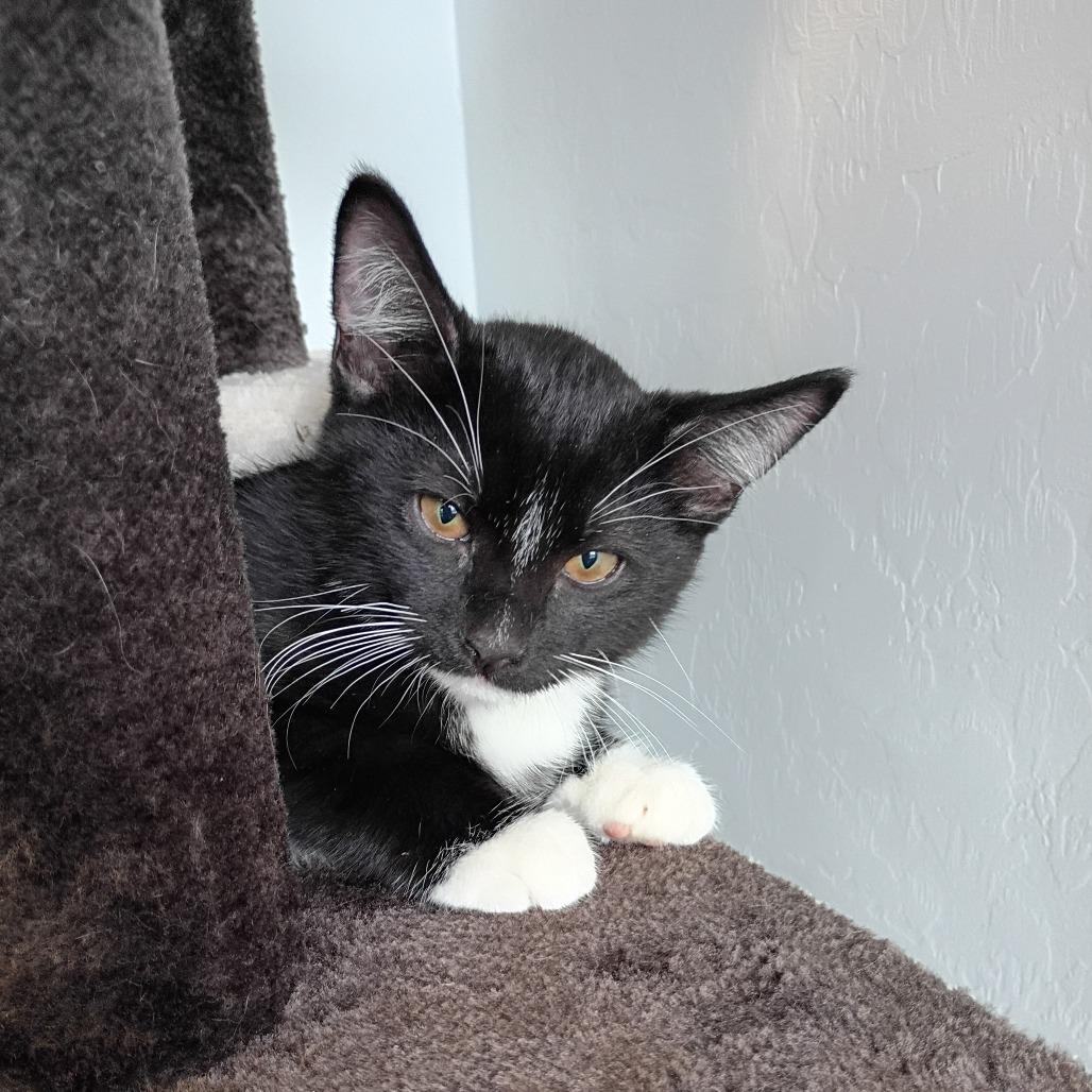 Wiskers, a Adoptable Domestic Short Hair in Show Low, AZ image 2/2