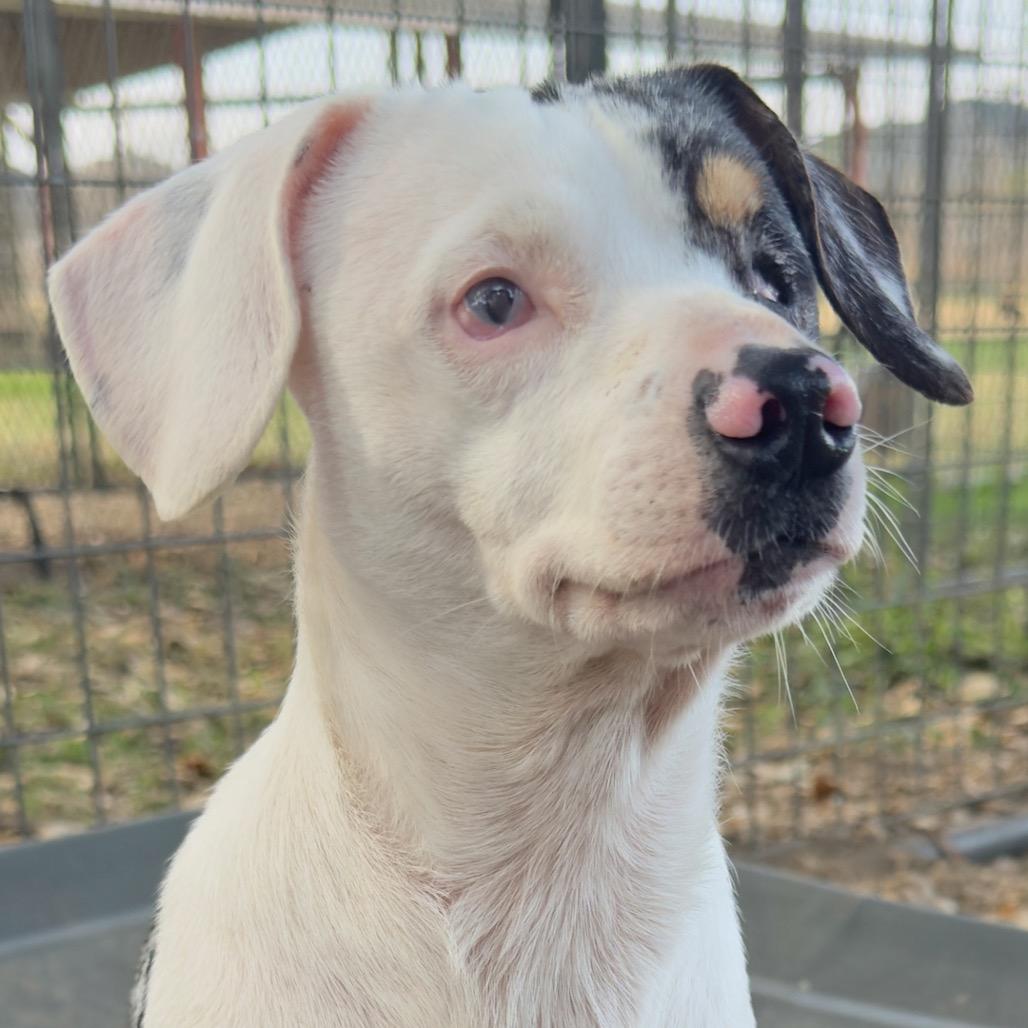 Hope, a Adoptable mixed breed in Leander, TX image 1/4