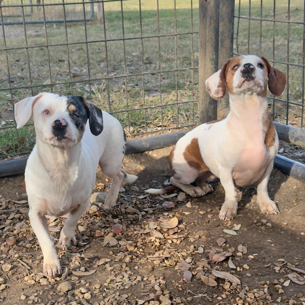 Hope, a Adoptable mixed breed in Leander, TX image 2/4