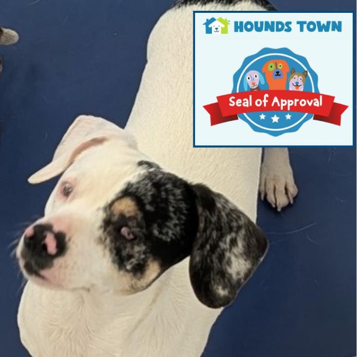 Hope, a Adoptable mixed breed in Leander, TX image 3/4