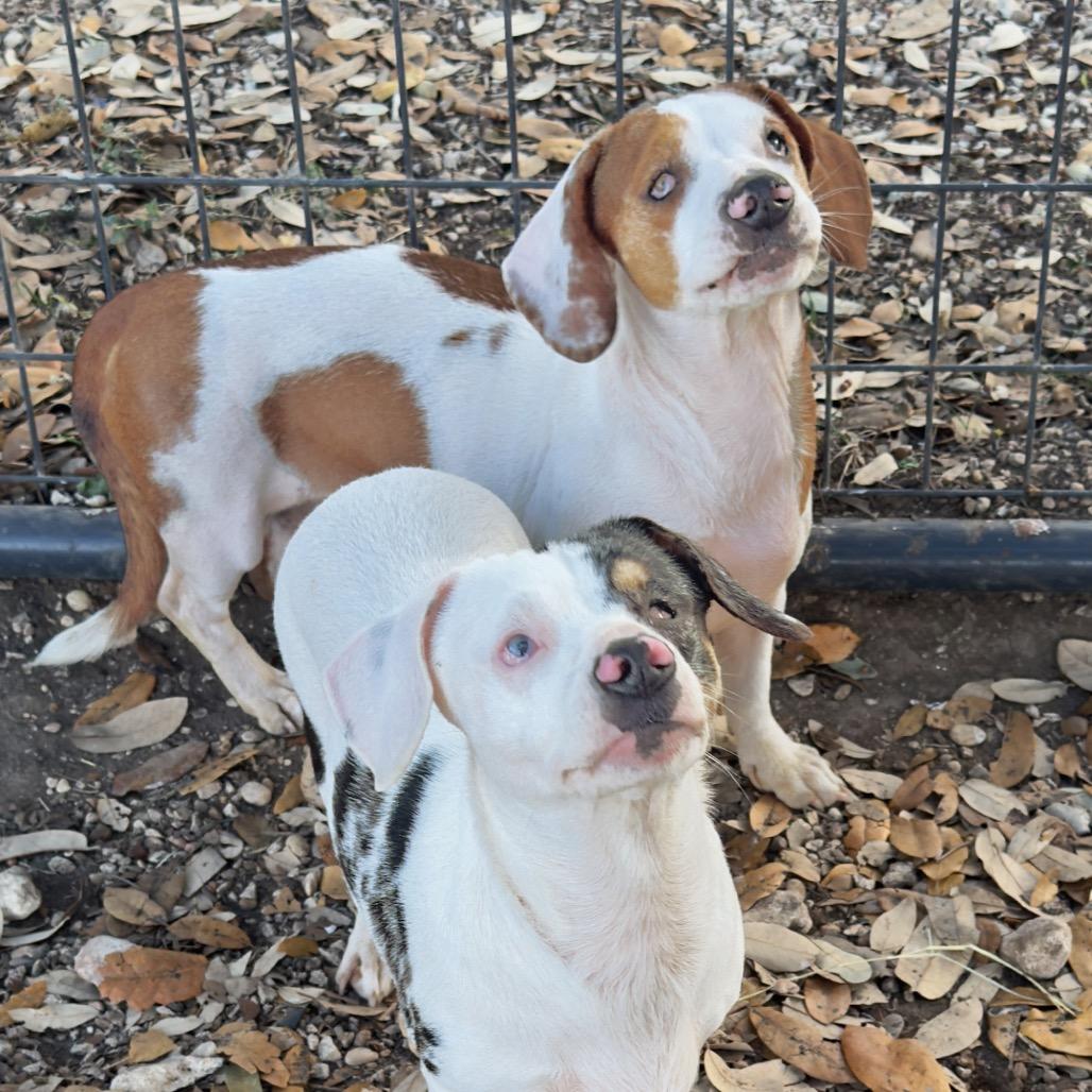 Hope, a Adoptable mixed breed in Leander, TX image 4/4