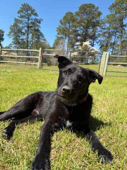 Enlarge Fisher, a Adoptable mixed breed in Southern Pines, NC image 2/3